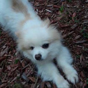 Meet your Posher, Annabelle